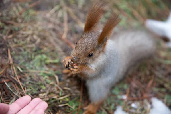 Niedliches Eichhörnchen im Wald, Park sitzt auf Gras und frisst Nüsse aus — Stockfoto