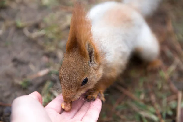 Sevimli sincap forrest içinde park çimenlerin üzerinde oturur ve fındık yiyor 