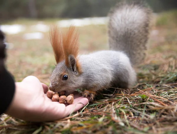 Joli écureuil dans la forêt, parc assis sur l'herbe et mange des noix de — Photo