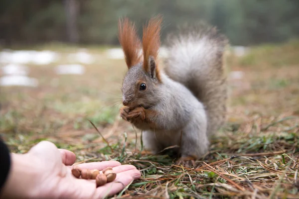 Aranyos mókus a forrest, park ül a fűben, és eszik a dió — Stock Fotó