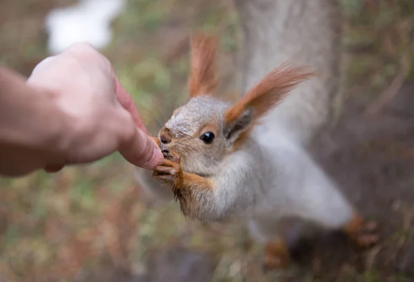 Joli écureuil dans la forêt, parc assis sur l'herbe et mange des noix de — Photo