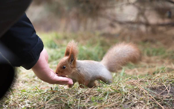 Sevimli sincap forrest içinde park çimenlerin üzerinde oturur ve fındık yiyor 
