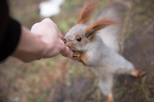 Joli écureuil dans la forêt, parc assis sur l'herbe et mange des noix de — Photo