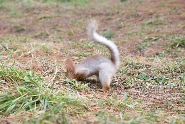 Sevimli sincap koltuk Park, forrest güneşli gün, çimenlerin üzerinde