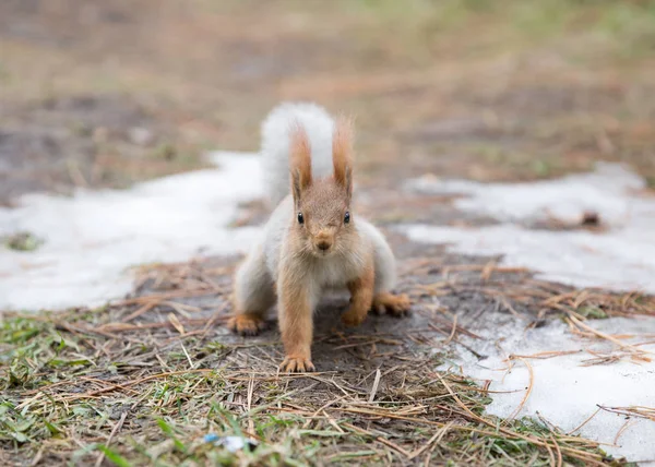 Schattige eekhoorn zetel op gras op park, forrest op zonnige dag — Stockfoto