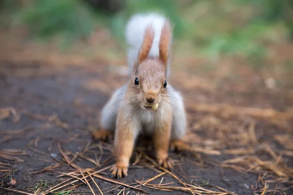 Sevimli sincap koltuk Park, forrest güneşli gün, çimenlerin üzerinde