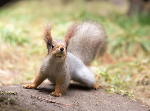 Schattige eekhoorn zetel op gras op park, forrest op zonnige dag — Stockfoto