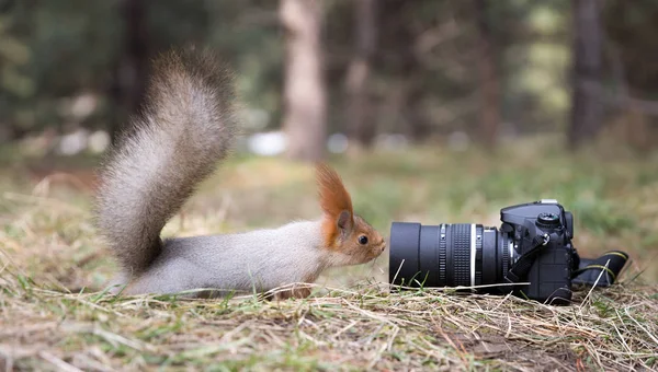 Cute squirrel plays with digital photo camera in summer, spring — Stock Photo, Image