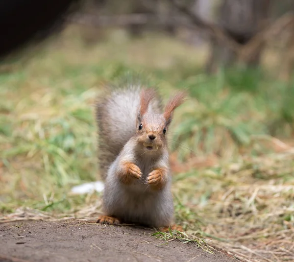 Sevimli sincap koltuk Park, forrest güneşli gün, çimenlerin üzerinde