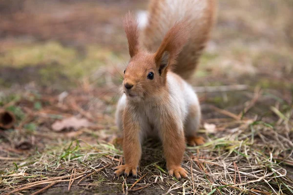 Sevimli sincap koltuk Park, forrest güneşli gün, çimenlerin üzerinde