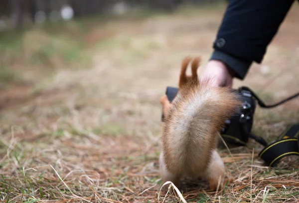Sevimli sincap dijital fotoğraf makinesi ile yaz aylarında bahar çalış. 