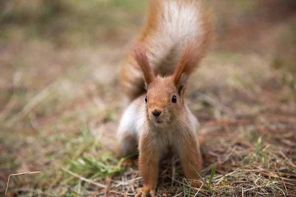 Sevimli sincap koltuk Park, forrest güneşli gün, çimenlerin üzerinde