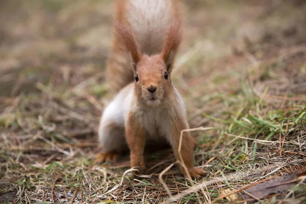 Sevimli sincap koltuk Park, forrest güneşli gün, çimenlerin üzerinde