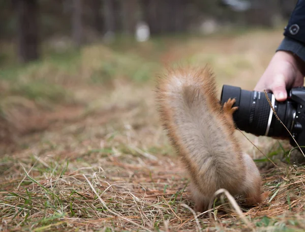 Aranyos mókus játszik a digitális fényképezőgép, nyári, tavaszi — Stock Fotó