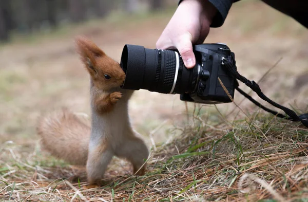 Χαριτωμένο σκίουρο που παίζει με ψηφιακή φωτογραφική μηχανή, το καλοκαίρι, άνοιξη — Φωτογραφία Αρχείου