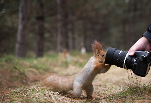 Aranyos mókus játszik a digitális fényképezőgép, nyári, tavaszi — Stock Fotó
