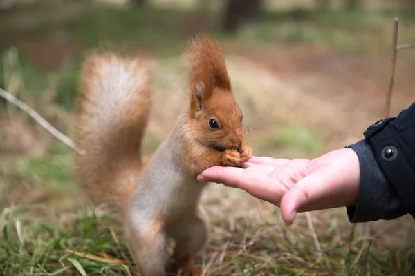 Sevimli sincap forrest içinde park çimenlerin üzerinde oturur ve fındık yiyor 