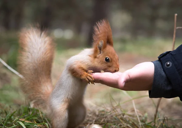 Sevimli sincap forrest içinde park çimenlerin üzerinde oturur ve fındık yiyor 