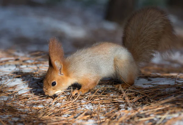 Sevimli sincap forrest içinde park çimenlerin üzerinde oturur ve fındık yiyor 