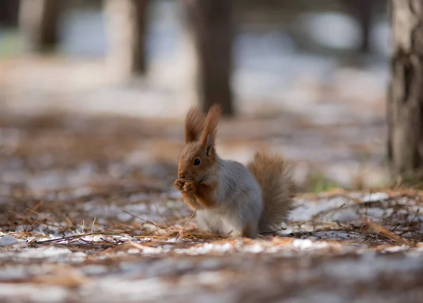 Sevimli sincap forrest içinde park kar kış günü içinde oturur