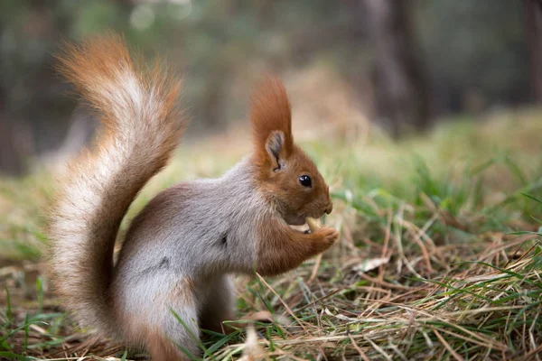Sevimli sincap forrest içinde park çimenlerin üzerinde oturur ve fındık yiyor 