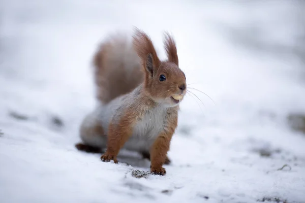 Sevimli sincap forrest içinde park kar kış günü içinde oturur