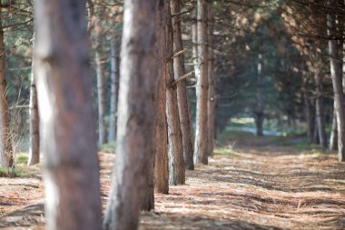 güneşli bir gün bahar, sonbahar ağaçlarda Forrest