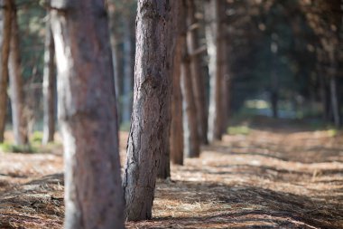 güneşli bir gün bahar, sonbahar ağaçlarda Forrest
