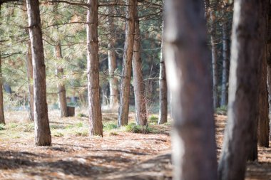 güneşli bir gün bahar, sonbahar ağaçlarda Forrest