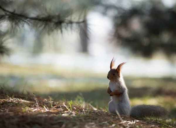 Söpö oravan istuin nurmikolla puistossa, metsät aurinkoisena päivänä — kuvapankkivalokuva