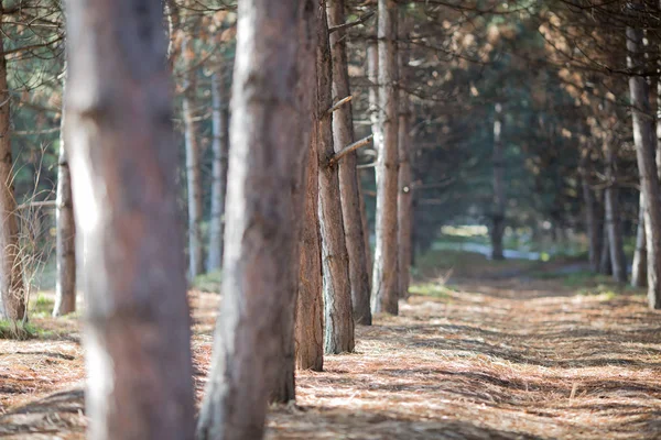 güneşli bir gün bahar, sonbahar ağaçlarda Forrest