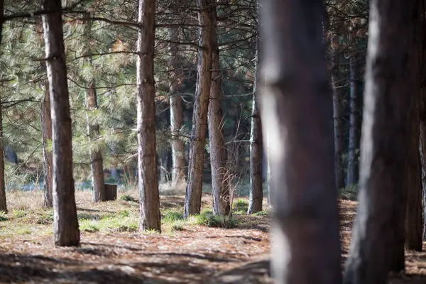 güneşli bir gün bahar, sonbahar ağaçlarda Forrest