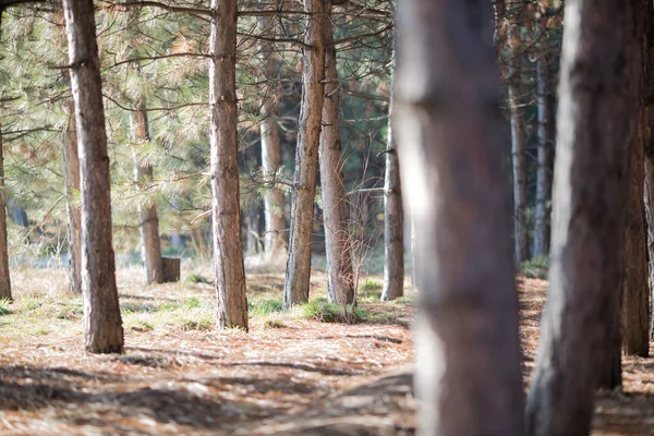 güneşli bir gün bahar, sonbahar ağaçlarda Forrest