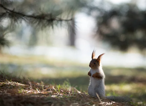 Aranyos mókus ülés a füves Park, forrest, napsütéses napon — Stock Fotó
