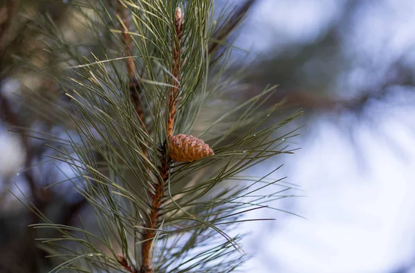 Kahverengi çam kozalağı ağaç dalı