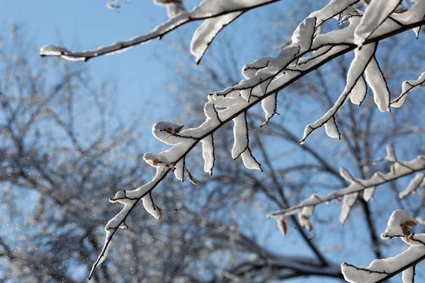 Ağaç dalı üzerinde soğuk kış güneşli günde kar