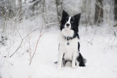 Sınır çoban köpeği karda