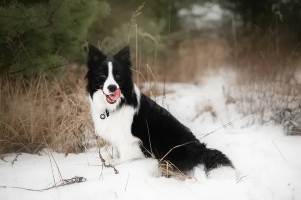 Młody Graniczny Pies Collie Zimowym Lesie — Zdjęcie stockowe
