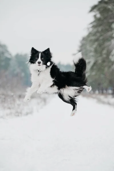 Latający Pies Collie Granicy Zimie — Zdjęcie stockowe