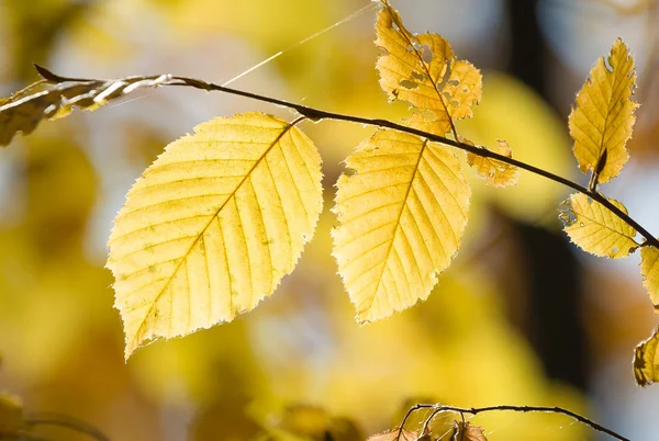 美丽的秋天树叶的分支 — 图库照片