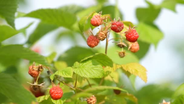 Branch of a red raspberry — Stock Video