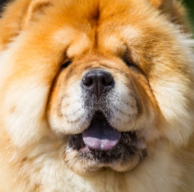 Portre dog chow chow
