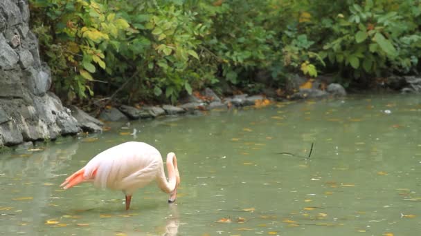Розовая птица фламинго — стоковое видео