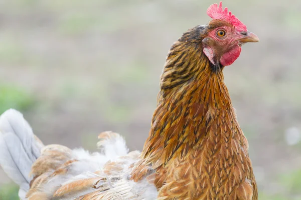 Portrait of red chicken — Stock Photo, Image