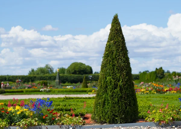 Schöner Zapfenbaum — Stockfoto