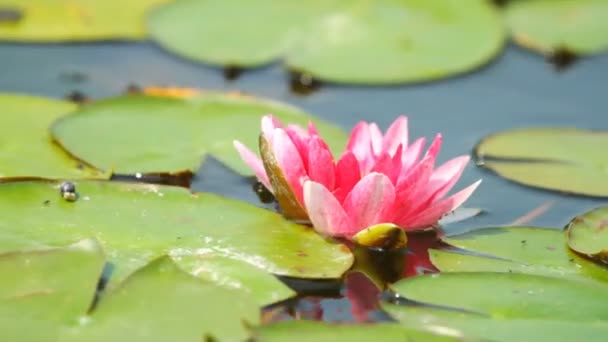 Pink water lily — Stock Video