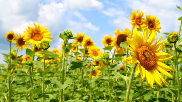 Zonnebloemen op het veld — Stockvideo