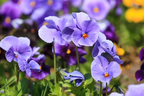 Viola flores no verão — Fotografia de Stock