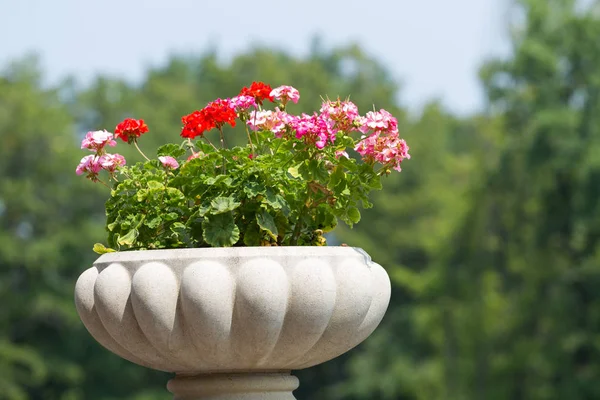 Gamla blomkruka med blomma i en park — Stockfoto