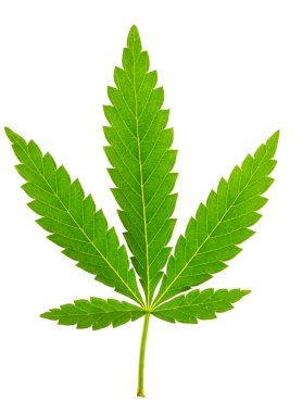 izole marihuana yaprağı 